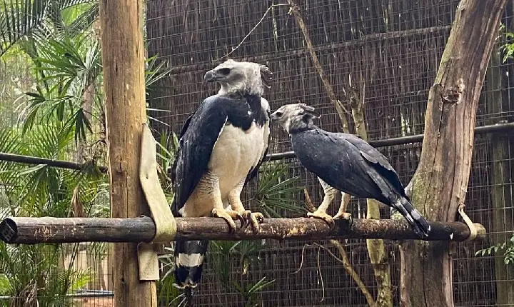 Zoológico Municipal de Sorocaba tem novos moradores