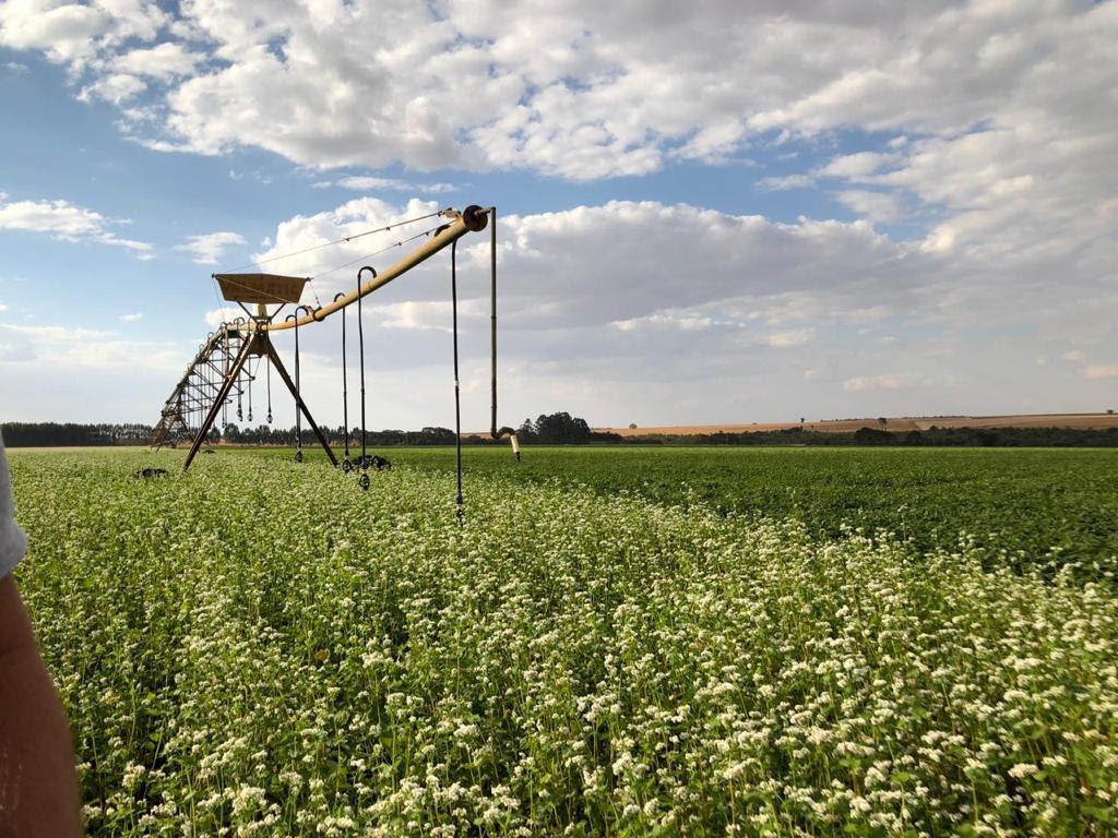 Fazenda de ótimo padrão à venda no estado de Goiás, com acesso direto ao asfalto, estrutura completa e grande potencial produtivo.