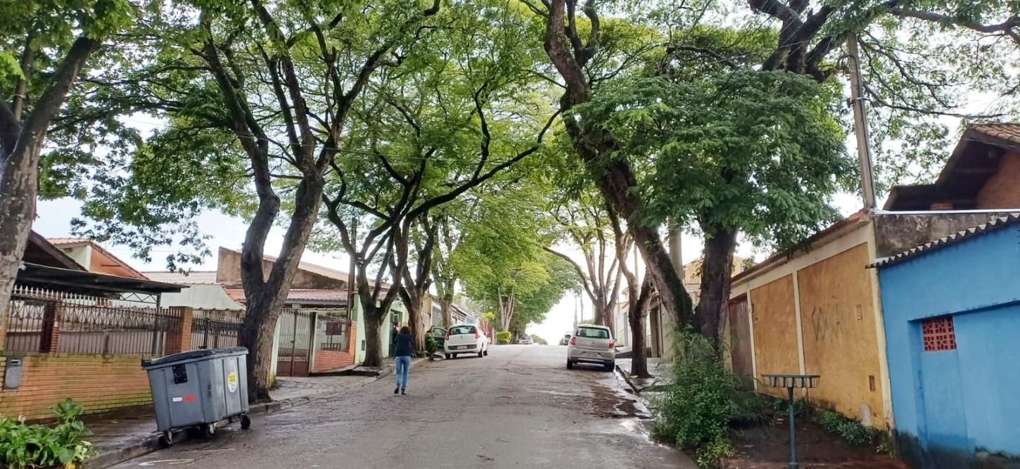 Árvores em Áreas Urbanas: Quando a Falta de Resposta Vira Risco à População